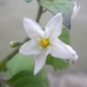 Photographie n°2265071 du taxon Solanum nigrum L. [1753]