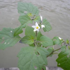 Photographie n°2265074 du taxon Solanum nigrum L. [1753]