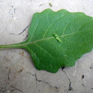 Photographie n°2265075 du taxon Solanum nigrum L. [1753]