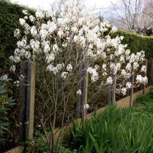 Photographie n°2265111 du taxon Amelanchier canadensis (L.) Medik. [1793]