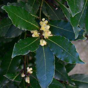 Photographie n°2265114 du taxon Laurus nobilis L.