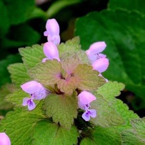 Photographie n°2265115 du taxon Lamium purpureum L.