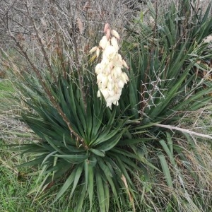 Photographie n°2265160 du taxon Yucca gloriosa L. [1753]