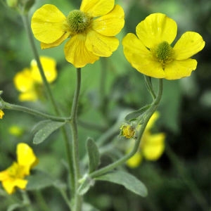 Photographie n°2265183 du taxon Ranunculus bulbosus L. [1753]