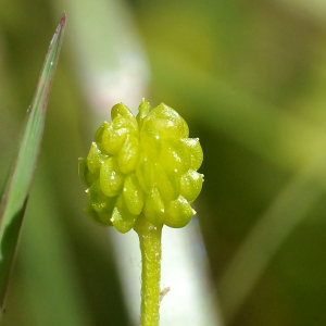 Photographie n°2265184 du taxon Ranunculus bulbosus L.