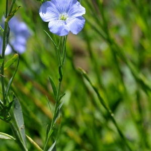 Photographie n°2265191 du taxon Linum usitatissimum L.