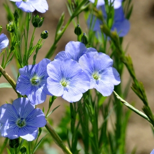 Photographie n°2265192 du taxon Linum usitatissimum L.