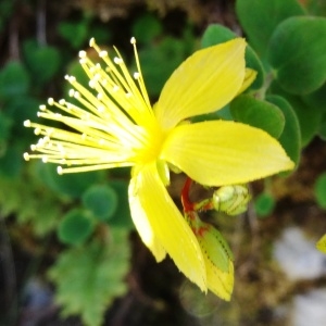 Photographie n°2265204 du taxon Hypericum nummularium L. [1753]