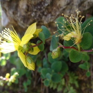 Photographie n°2265205 du taxon Hypericum nummularium L. [1753]