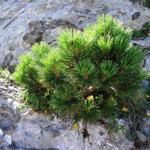 Photographie n°2265219 du taxon Pinus mugo subsp. uncinata (Ramond ex DC.) Domin [1936]