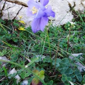 Photographie n°2265220 du taxon Aquilegia pyrenaica subsp. pyrenaica 