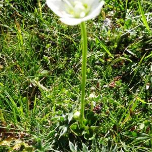 Photographie n°2265231 du taxon Parnassia palustris L. [1753]