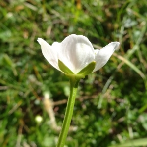 Photographie n°2265234 du taxon Parnassia palustris L. [1753]