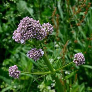 Photographie n°2265288 du taxon Valeriana officinalis L. [1753]