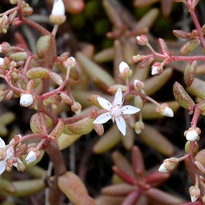 Photographie n°2265296 du taxon Sedum album L. [1753]