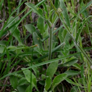 Photographie n°2265316 du taxon Silene italica (L.) Pers. [1805]