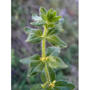 Cruciata pedemontana var. procumbens (Asch.) Natali & Dutartre