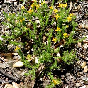 Photographie n°2265420 du taxon Genista hispanica L. [1753]