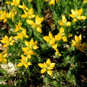 Photographie n°2265422 du taxon Genista hispanica L. [1753]