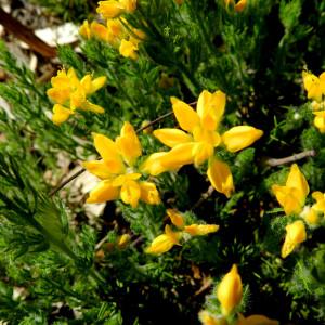 Photographie n°2265423 du taxon Genista hispanica L. [1753]