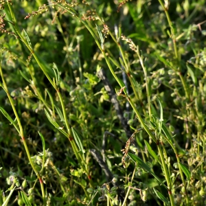 Photographie n°2265434 du taxon Rumex acetosella L.