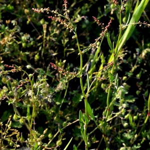 Photographie n°2265435 du taxon Rumex acetosella L.