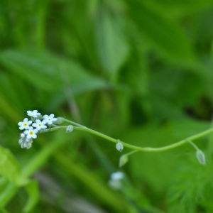 Photographie n°2265436 du taxon Myosotis arvensis (L.) Hill