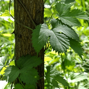 Photographie n°2265439 du taxon Humulus lupulus L.