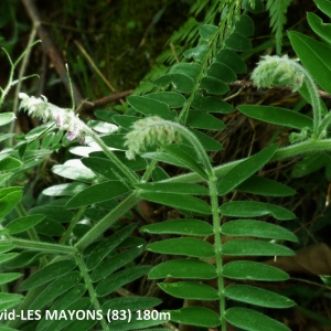 Photographie n°2265441 du taxon Vicia incana Gouan [1764]