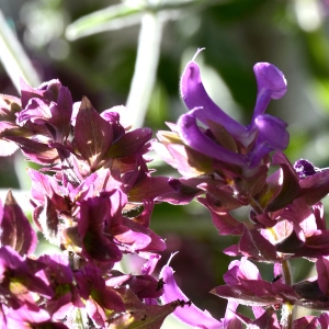 Photographie n°2265462 du taxon Salvia canariensis L.