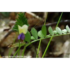 Vicia barbazitae Ten. & Guss. (Vesce de Barbazita)