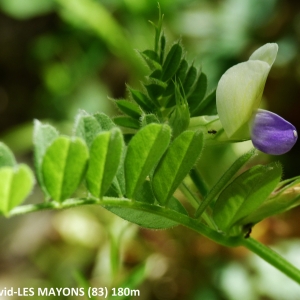 Photographie n°2265467 du taxon Vicia laeta Ces. [1838]