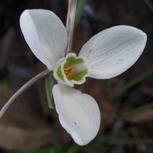Photographie n°2265475 du taxon Galanthus nivalis L.