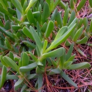 Photographie n°2265479 du taxon Carpobrotus acinaciformis (L.) L.Bolus [1927]