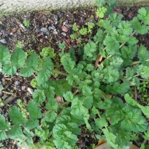 Photographie n°2265495 du taxon Erodium moschatum (L.) L'Hér. [1789]