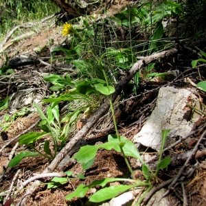  - Hieracium berardianum Arv.-Touv. [1879]