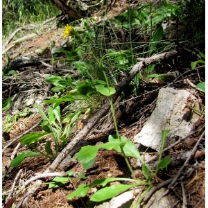 Hieracium berardianum Arv.-Touv. (Épervière des pierriers)