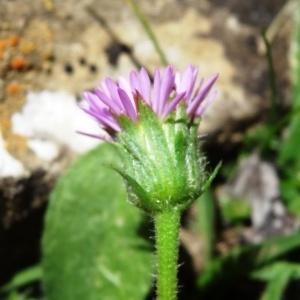 Photographie n°2265516 du taxon Erigeron alpinus L. [1753]