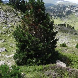 Photographie n°2265523 du taxon Pinus mugo subsp. uncinata (Ramond ex DC.) Domin [1936]