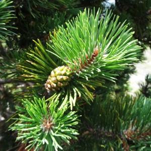 Photographie n°2265524 du taxon Pinus mugo subsp. uncinata (Ramond ex DC.) Domin [1936]