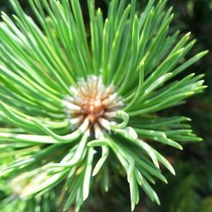Photographie n°2265525 du taxon Pinus mugo subsp. uncinata (Ramond ex DC.) Domin [1936]