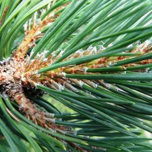 Photographie n°2265527 du taxon Pinus mugo subsp. uncinata (Ramond ex DC.) Domin [1936]
