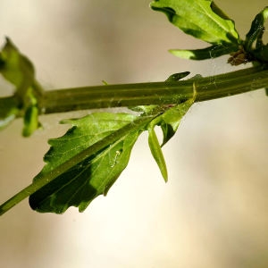 Photographie n°2265543 du taxon Barbarea vulgaris R.Br. [1812]