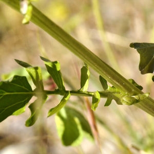 Photographie n°2265544 du taxon Barbarea vulgaris R.Br. [1812]