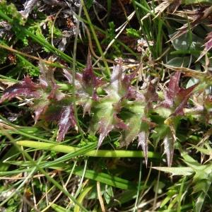 Photographie n°2265548 du taxon Carlina acaulis subsp. acaulis 