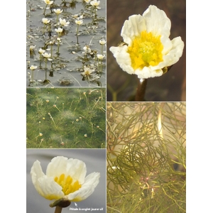 Ranunculus confervoides (Fr.) Fr. (Renoncule déracinée)