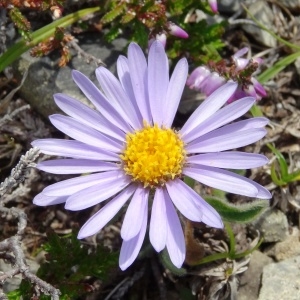 Photographie n°2265552 du taxon Erigeron uniflorus subsp. uniflorus 