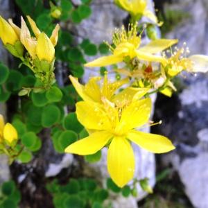 Photographie n°2265578 du taxon Hypericum nummularium L. [1753]