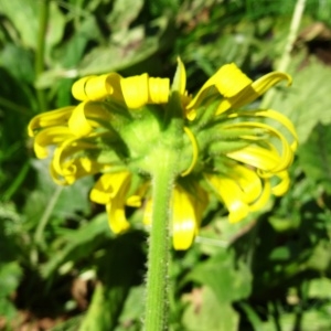 Photographie n°2265588 du taxon Doronicum grandiflorum Lam. [1786]