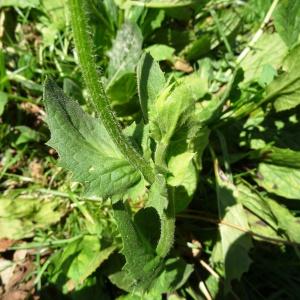 Photographie n°2265589 du taxon Doronicum grandiflorum Lam. [1786]